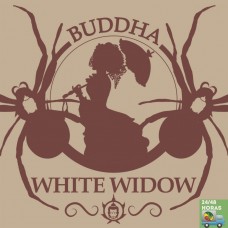 Buddha White Widow