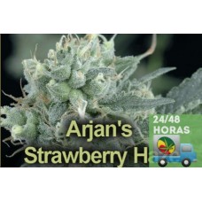 Arjan’s Strawberry Haze nº1